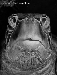 Closeup of a massive green turtle in Bunaken. Permanent r... by Christian Gloor 